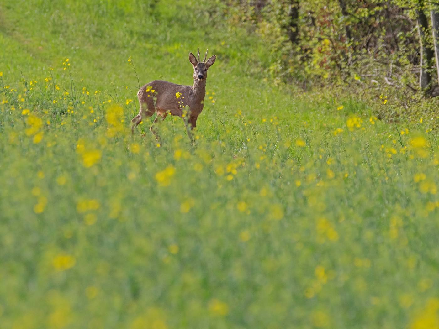 Rehbock auf einer Wiese am Waldrand