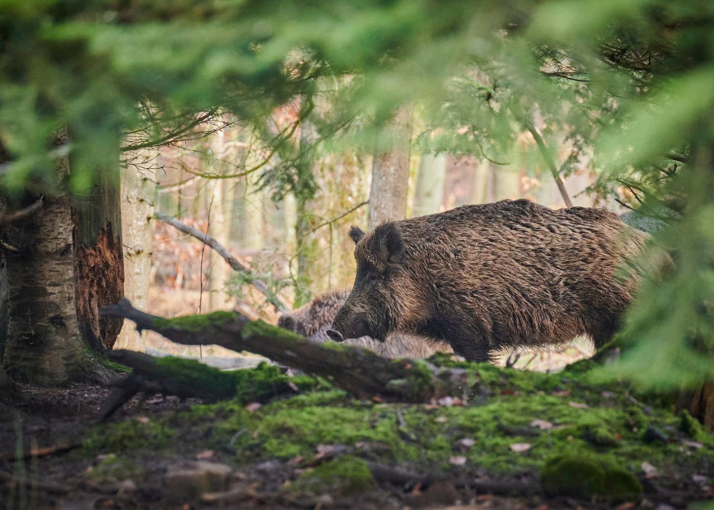Rotte Sauen im Wald zwischen Moos und Totholz